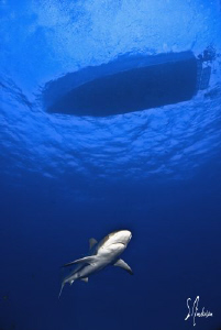 Reef Shark under the Shear Water a Ginormous Reef - Bahamas by Steven Anderson 